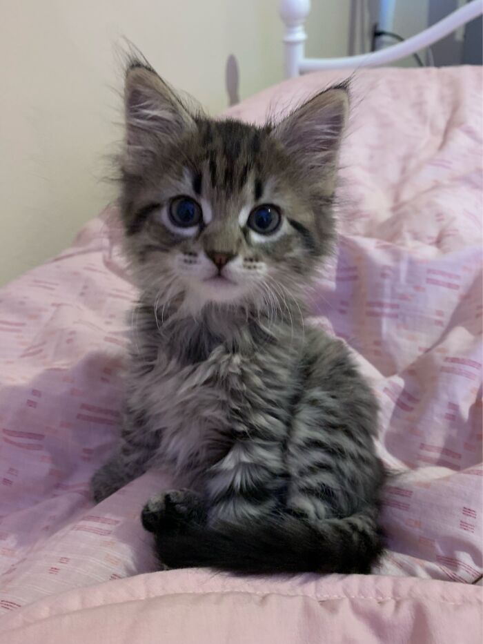 Hey Pandas, Post The Cutest Cat Photo To Win (Closed)