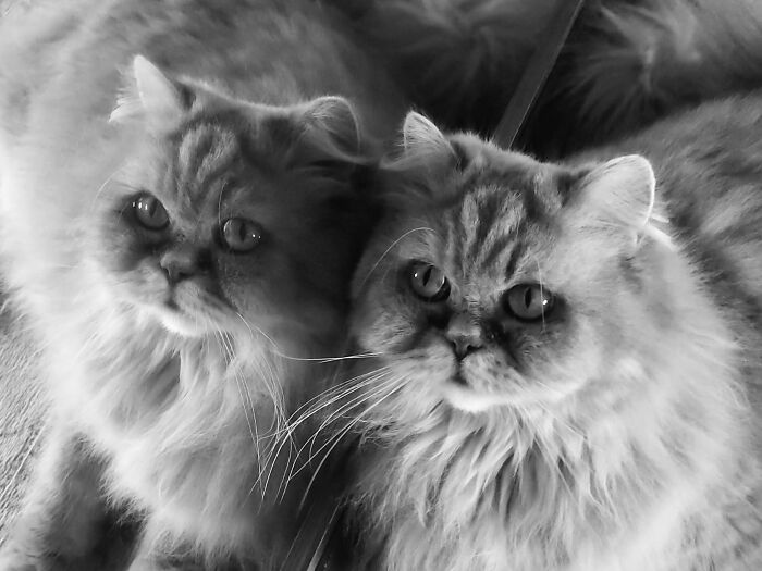 Hey Pandas, Post The Cutest Cat Photo To Win (Closed) Hey Pandas, Post The Cutest Cat Photo To Win (Closed)