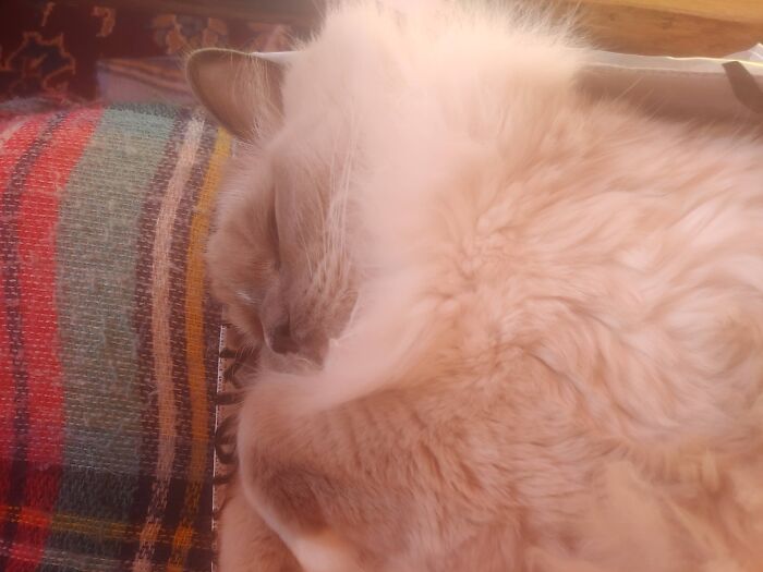 Hey Pandas, Post The Cutest Cat Photo To Win (Closed)