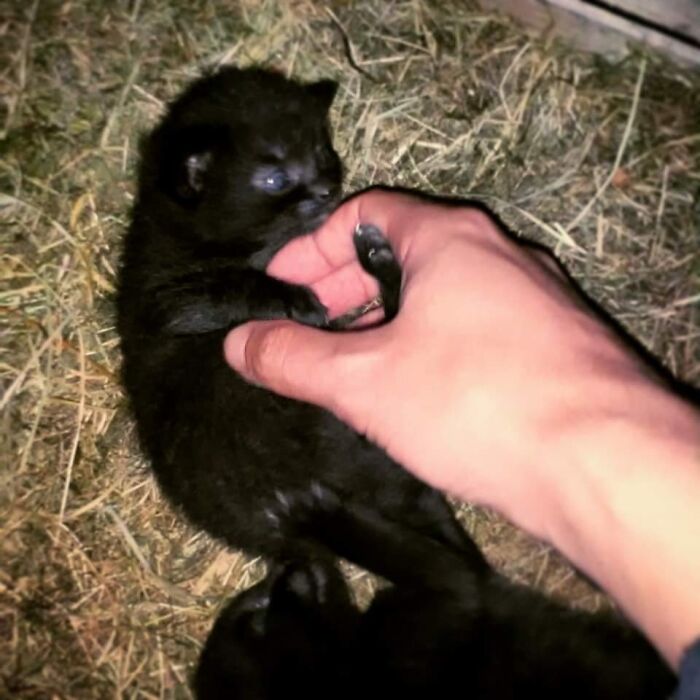 Hey Pandas, Post The Cutest Cat Photo To Win (Closed) Hey Pandas, Post The Cutest Cat Photo To Win (Closed)