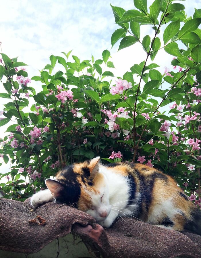 Hey Pandas, Post The Cutest Cat Photo To Win (Closed) Hey Pandas, Post The Cutest Cat Photo To Win (Closed)