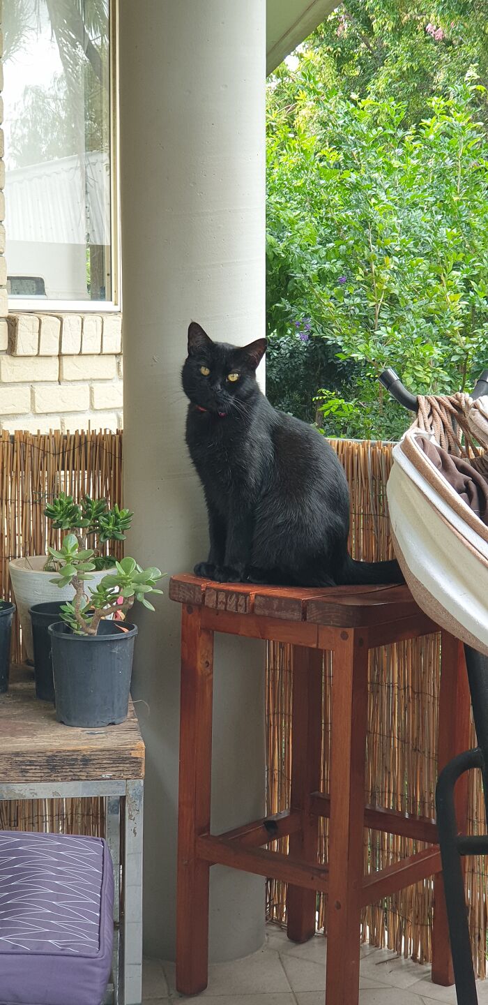 Hey Pandas, Post The Cutest Cat Photo To Win (Closed) Hey Pandas, Post The Cutest Cat Photo To Win (Closed)