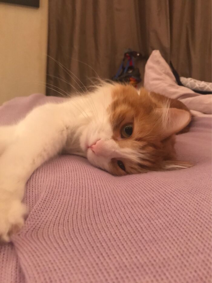 Hey Pandas, Post The Cutest Cat Photo To Win (Closed)