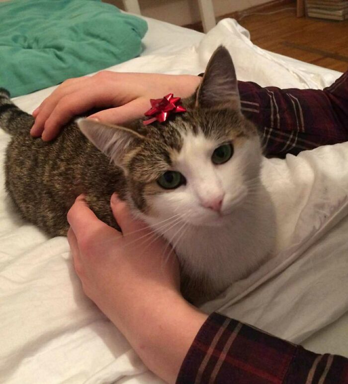 Hey Pandas, Post The Cutest Cat Photo To Win (Closed)