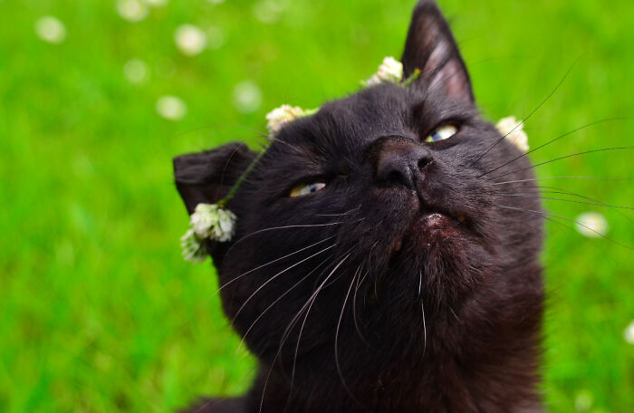 Hey Pandas, Post The Cutest Cat Photo To Win (Closed)