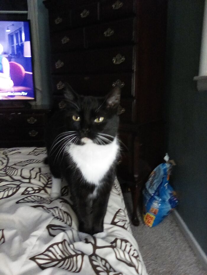 Hey Pandas, Post The Cutest Cat Photo To Win (Closed)