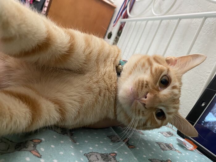 Hey Pandas, Post The Cutest Cat Photo To Win (Closed)