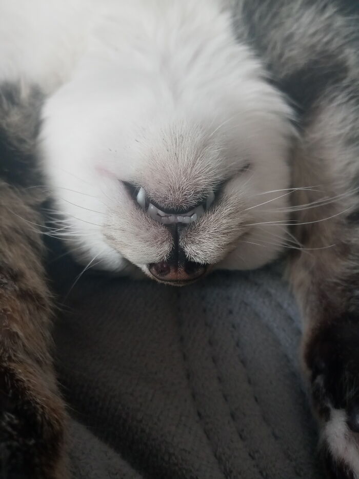 Hey Pandas, Post The Cutest Cat Photo To Win (Closed)