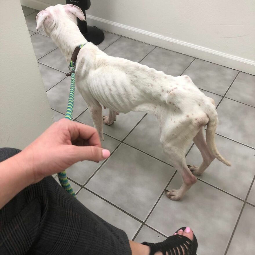 This Underweight Pit Bull Was Found In An Abandoned Apartment, But Her Fortune Has Turned, And Now She’s Safe This Underweight Pit Bull Was Found In An Abandoned Apartment, But Her Fortune Has Turned, And Now She’s Safe