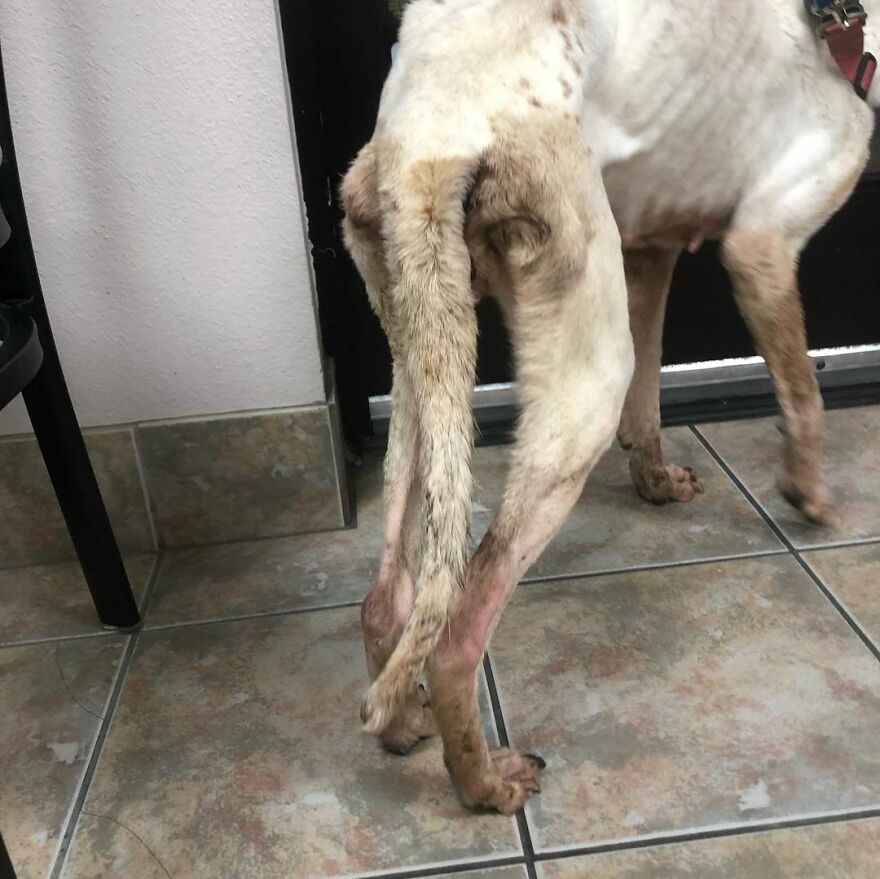 This Underweight Pit Bull Was Found In An Abandoned Apartment, But Her Fortune Has Turned, And Now She’s Safe This Underweight Pit Bull Was Found In An Abandoned Apartment, But Her Fortune Has Turned, And Now She’s Safe