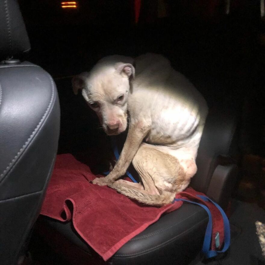 This Underweight Pit Bull Was Found In An Abandoned Apartment, But Her Fortune Has Turned, And Now She’s Safe This Underweight Pit Bull Was Found In An Abandoned Apartment, But Her Fortune Has Turned, And Now She’s Safe