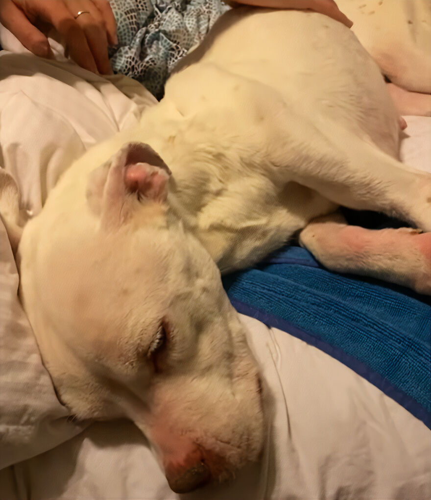This Underweight Pit Bull Was Found In An Abandoned Apartment, But Her Fortune Has Turned, And Now She’s Safe This Underweight Pit Bull Was Found In An Abandoned Apartment, But Her Fortune Has Turned, And Now She’s Safe