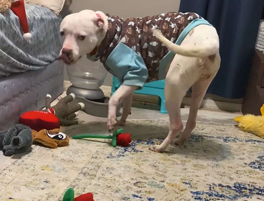 This Underweight Pit Bull Was Found In An Abandoned Apartment, But Her Fortune Has Turned, And Now She’s Safe This Underweight Pit Bull Was Found In An Abandoned Apartment, But Her Fortune Has Turned, And Now She’s Safe