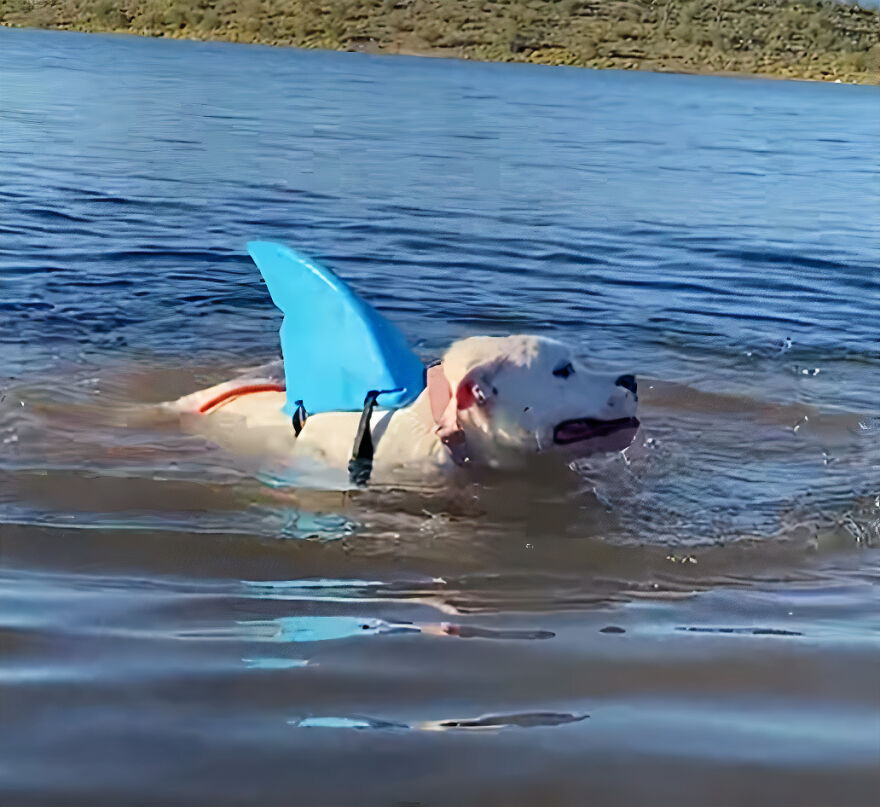 This Underweight Pit Bull Was Found In An Abandoned Apartment, But Her Fortune Has Turned, And Now She’s Safe This Underweight Pit Bull Was Found In An Abandoned Apartment, But Her Fortune Has Turned, And Now She’s Safe