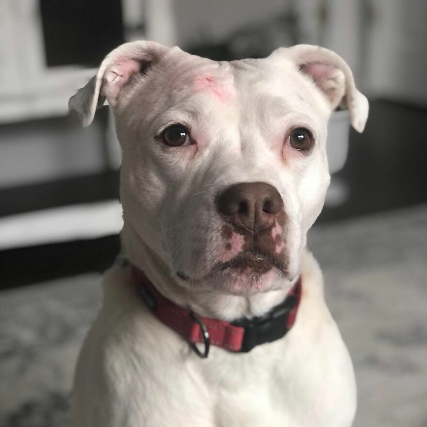 This Underweight Pit Bull Was Found In An Abandoned Apartment, But Her Fortune Has Turned, And Now She’s Safe This Underweight Pit Bull Was Found In An Abandoned Apartment, But Her Fortune Has Turned, And Now She’s Safe