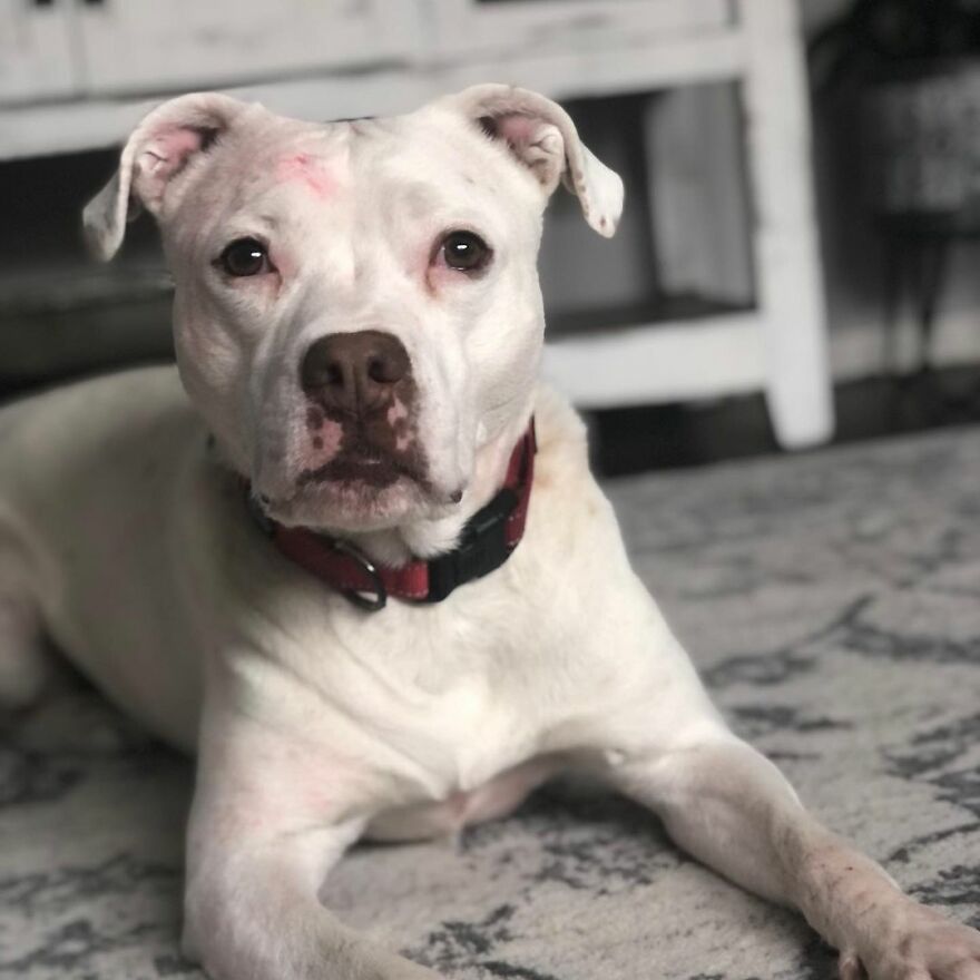 This Underweight Pit Bull Was Found In An Abandoned Apartment, But Her Fortune Has Turned, And Now She’s Safe This Underweight Pit Bull Was Found In An Abandoned Apartment, But Her Fortune Has Turned, And Now She’s Safe