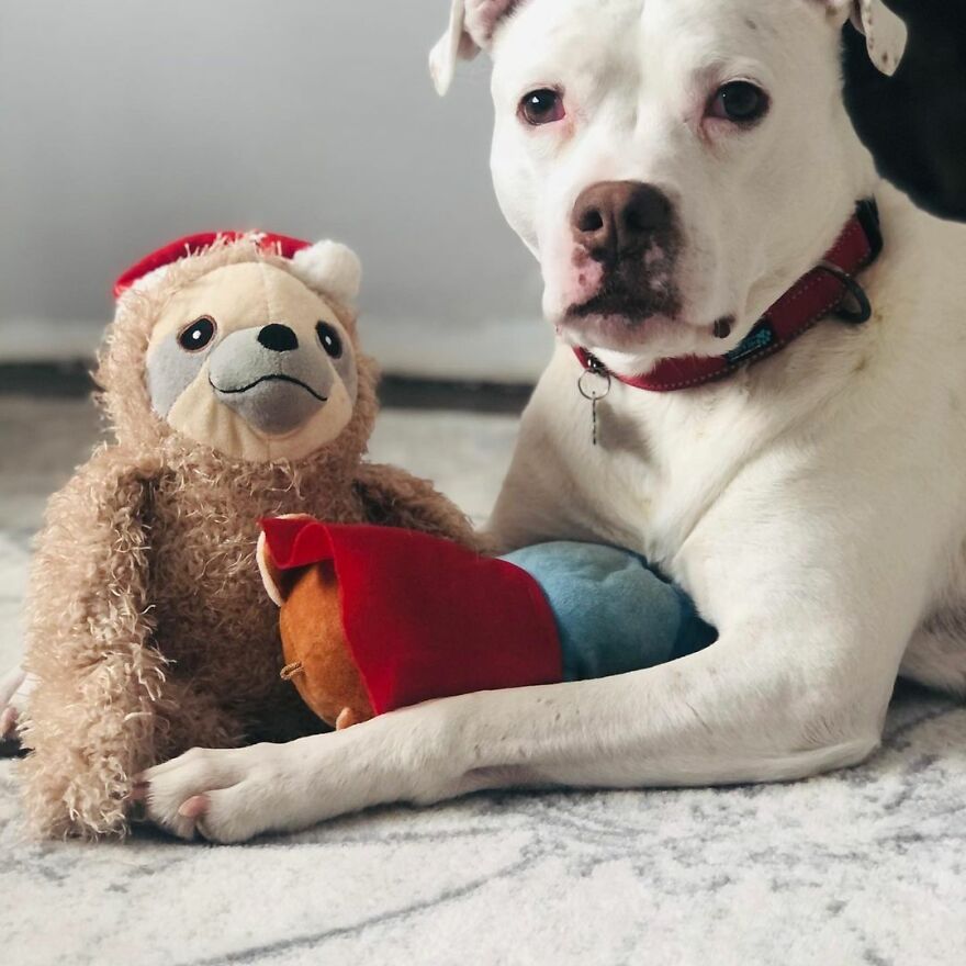 This Underweight Pit Bull Was Found In An Abandoned Apartment, But Her Fortune Has Turned, And Now She’s Safe This Underweight Pit Bull Was Found In An Abandoned Apartment, But Her Fortune Has Turned, And Now She’s Safe
