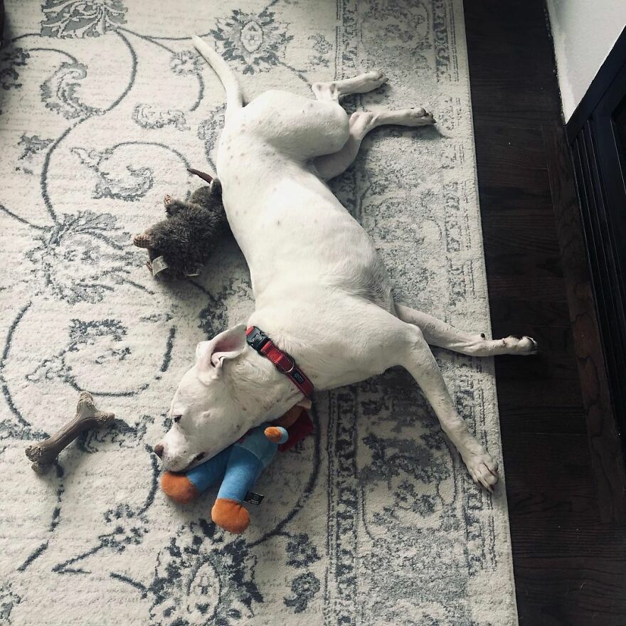 This Underweight Pit Bull Was Found In An Abandoned Apartment, But Her Fortune Has Turned, And Now She’s Safe This Underweight Pit Bull Was Found In An Abandoned Apartment, But Her Fortune Has Turned, And Now She’s Safe