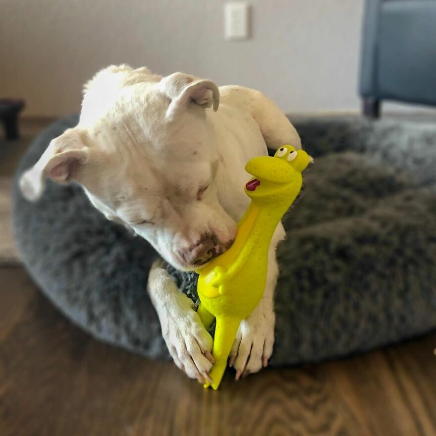 This Underweight Pit Bull Was Found In An Abandoned Apartment, But Her Fortune Has Turned, And Now She’s Safe This Underweight Pit Bull Was Found In An Abandoned Apartment, But Her Fortune Has Turned, And Now She’s Safe