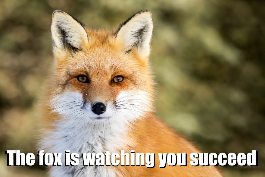 Hey Pandas, Photoshop This Fox To Make It Motivational (Closed) Hey Pandas, Photoshop This Fox To Make It Motivational (Closed)