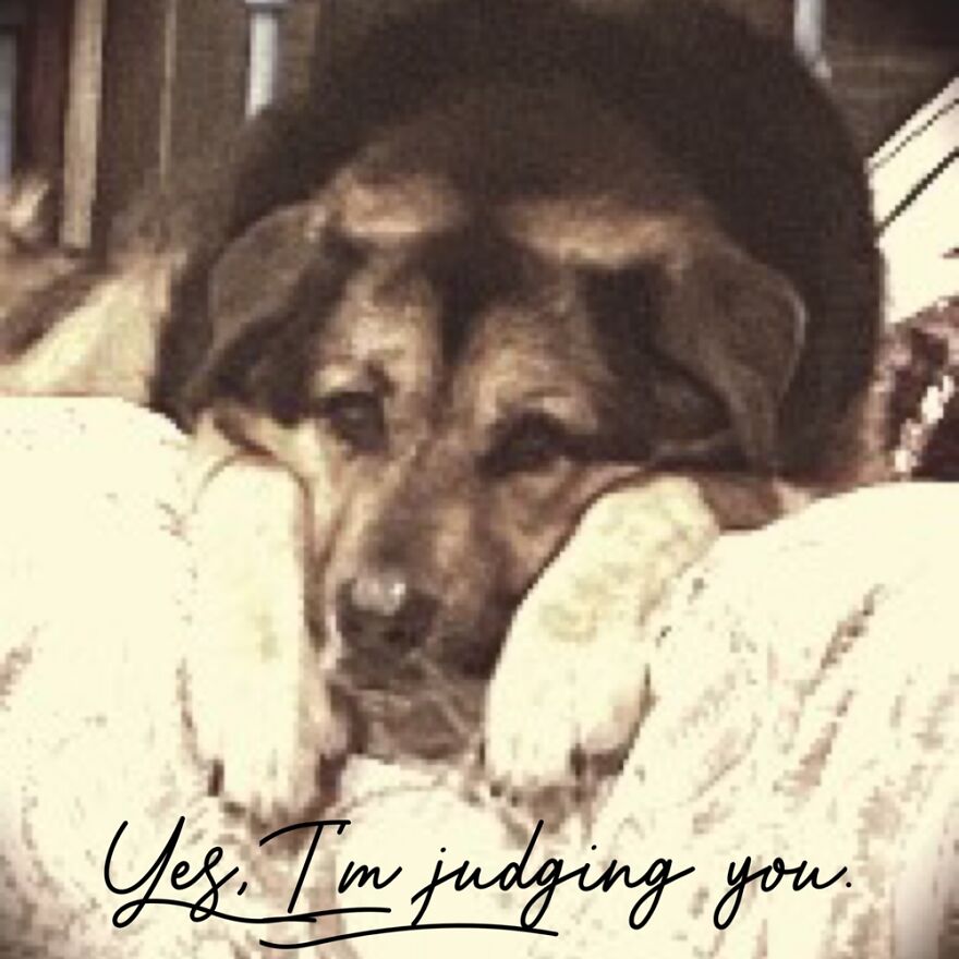 Hey Pandas, Photoshop Your Dog To Make Him Look Smart (Closed)