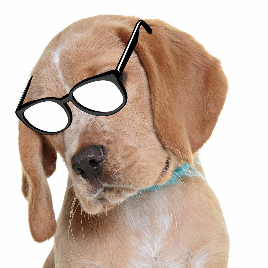 Hey Pandas, Photoshop Your Dog To Make Him Look Smart (Closed)