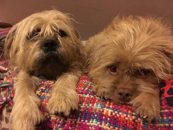 People Say These Dogs Have A Very Human-Like Look On Their Faces (21 Pics) People Say These Dogs Have A Very Human-Like Look On Their Faces (21 Pics)