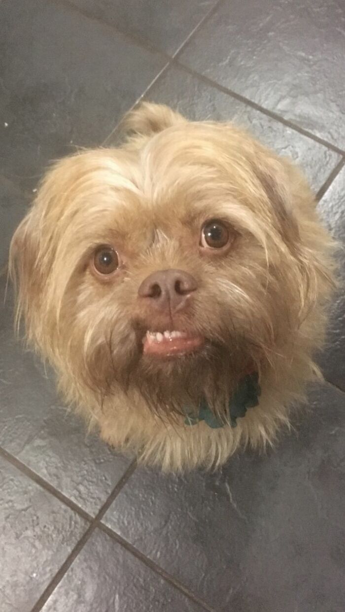 People Say These Dogs Have A Very Human-Like Look On Their Faces (21 Pics) People Say These Dogs Have A Very Human-Like Look On Their Faces (21 Pics)