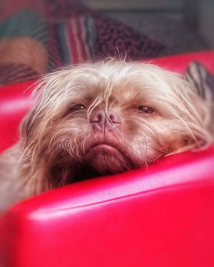 People Say These Dogs Have A Very Human-Like Look On Their Faces (21 Pics) People Say These Dogs Have A Very Human-Like Look On Their Faces (21 Pics)