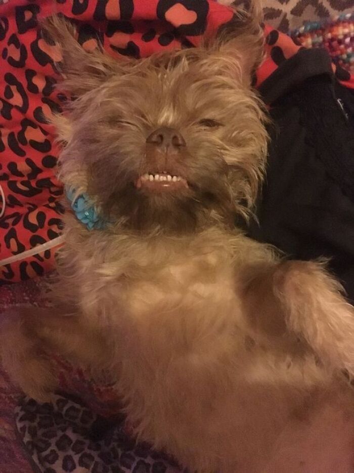 People Say These Dogs Have A Very Human-Like Look On Their Faces (21 Pics) People Say These Dogs Have A Very Human-Like Look On Their Faces (21 Pics)