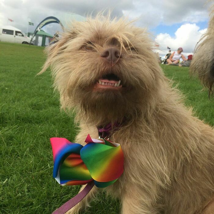 People Say These Dogs Have A Very Human-Like Look On Their Faces (21 Pics) People Say These Dogs Have A Very Human-Like Look On Their Faces (21 Pics)