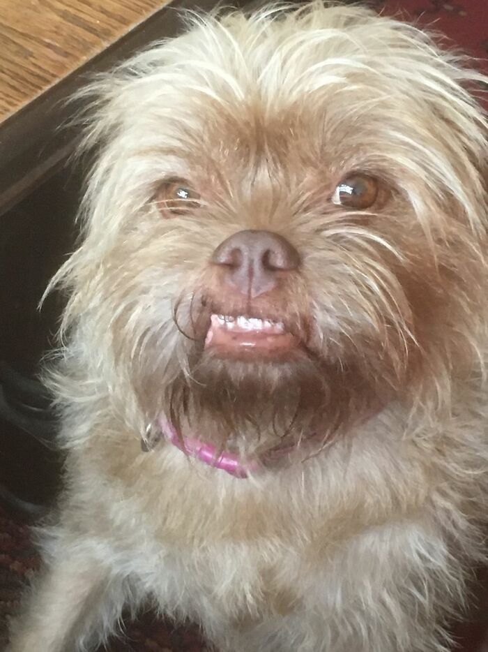 People Say These Dogs Have A Very Human-Like Look On Their Faces (21 Pics) People Say These Dogs Have A Very Human-Like Look On Their Faces (21 Pics)