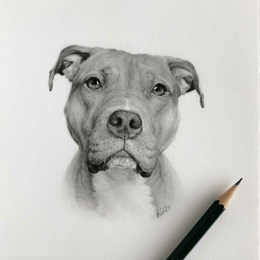 Artist Makes Realistic Pet Portraits Using Only A Pencil, Here Are The Best 49 Works Artist Makes Realistic Pet Portraits Using Only A Pencil, Here Are The Best 49 Works