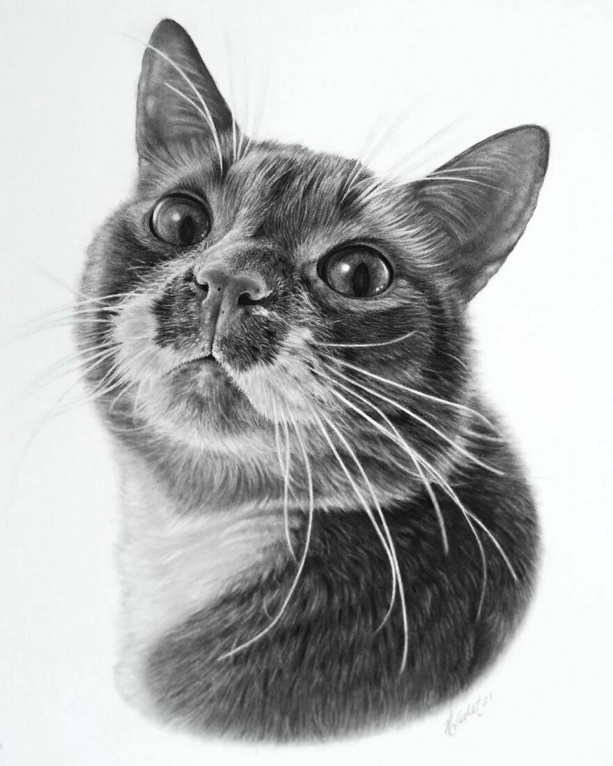 Artist Makes Realistic Pet Portraits Using Only A Pencil, Here Are The Best 49 Works Artist Makes Realistic Pet Portraits Using Only A Pencil, Here Are The Best 49 Works
