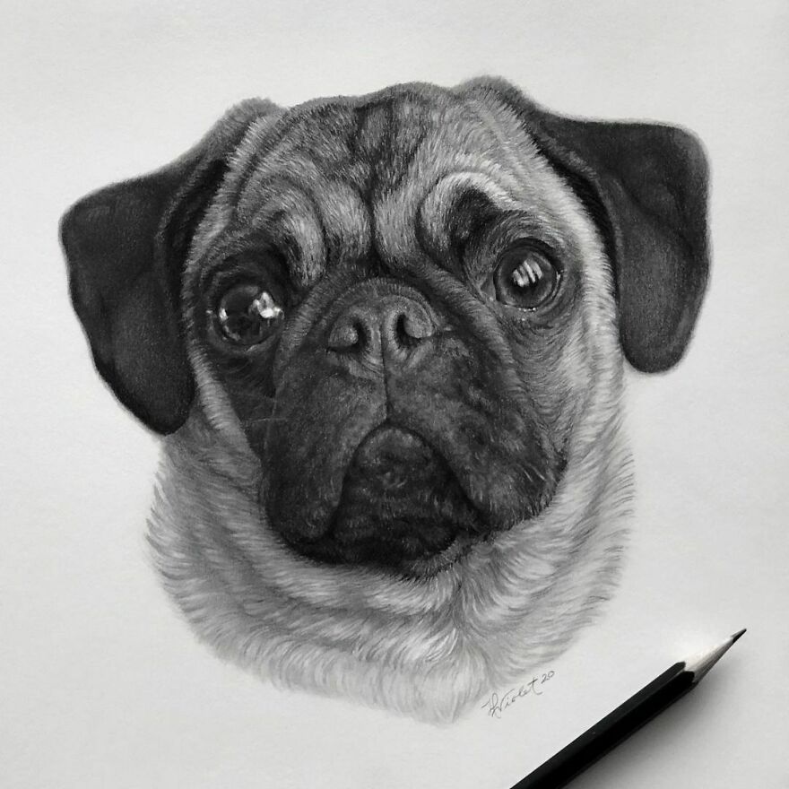 Artist Makes Realistic Pet Portraits Using Only A Pencil, Here Are The Best 49 Works Artist Makes Realistic Pet Portraits Using Only A Pencil, Here Are The Best 49 Works