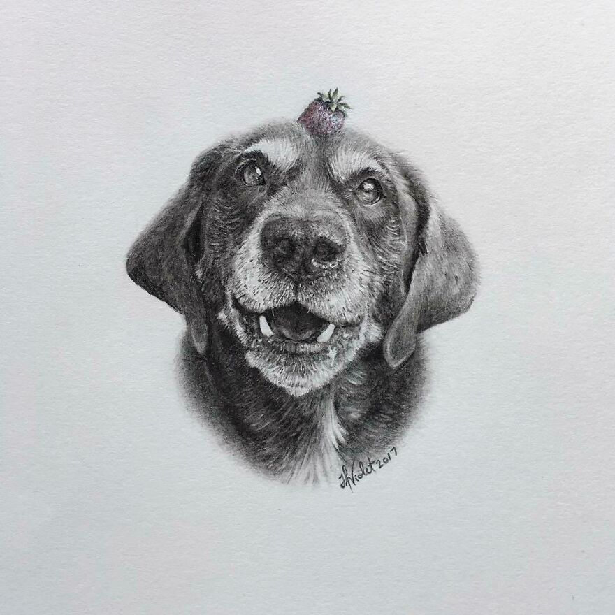 Artist Makes Realistic Pet Portraits Using Only A Pencil, Here Are The Best 49 Works Artist Makes Realistic Pet Portraits Using Only A Pencil, Here Are The Best 49 Works