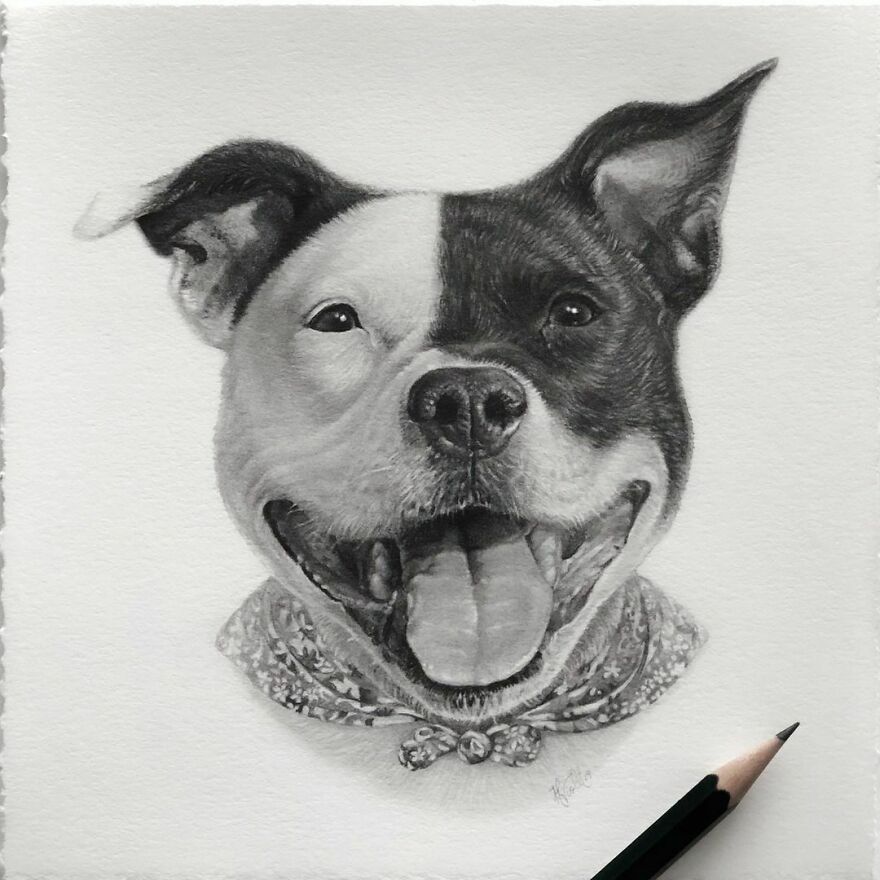 Artist Makes Realistic Pet Portraits Using Only A Pencil, Here Are The Best 49 Works Artist Makes Realistic Pet Portraits Using Only A Pencil, Here Are The Best 49 Works