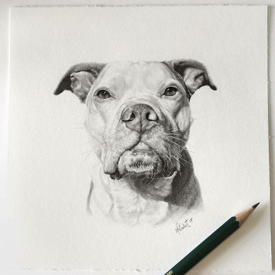 Artist Makes Realistic Pet Portraits Using Only A Pencil, Here Are The Best 49 Works Artist Makes Realistic Pet Portraits Using Only A Pencil, Here Are The Best 49 Works