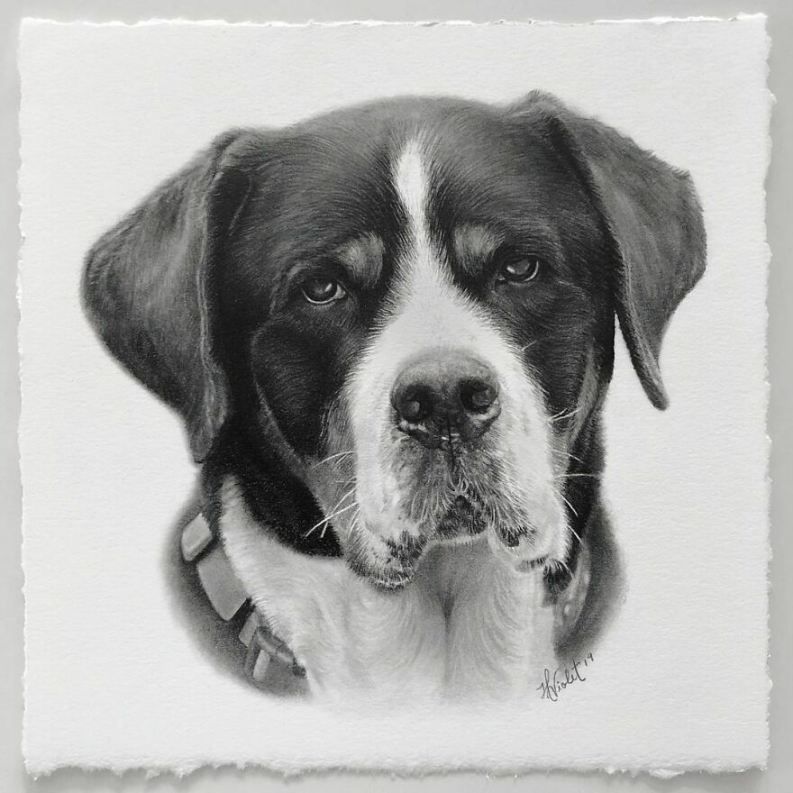 Artist Makes Realistic Pet Portraits Using Only A Pencil, Here Are The Best 49 Works Artist Makes Realistic Pet Portraits Using Only A Pencil, Here Are The Best 49 Works
