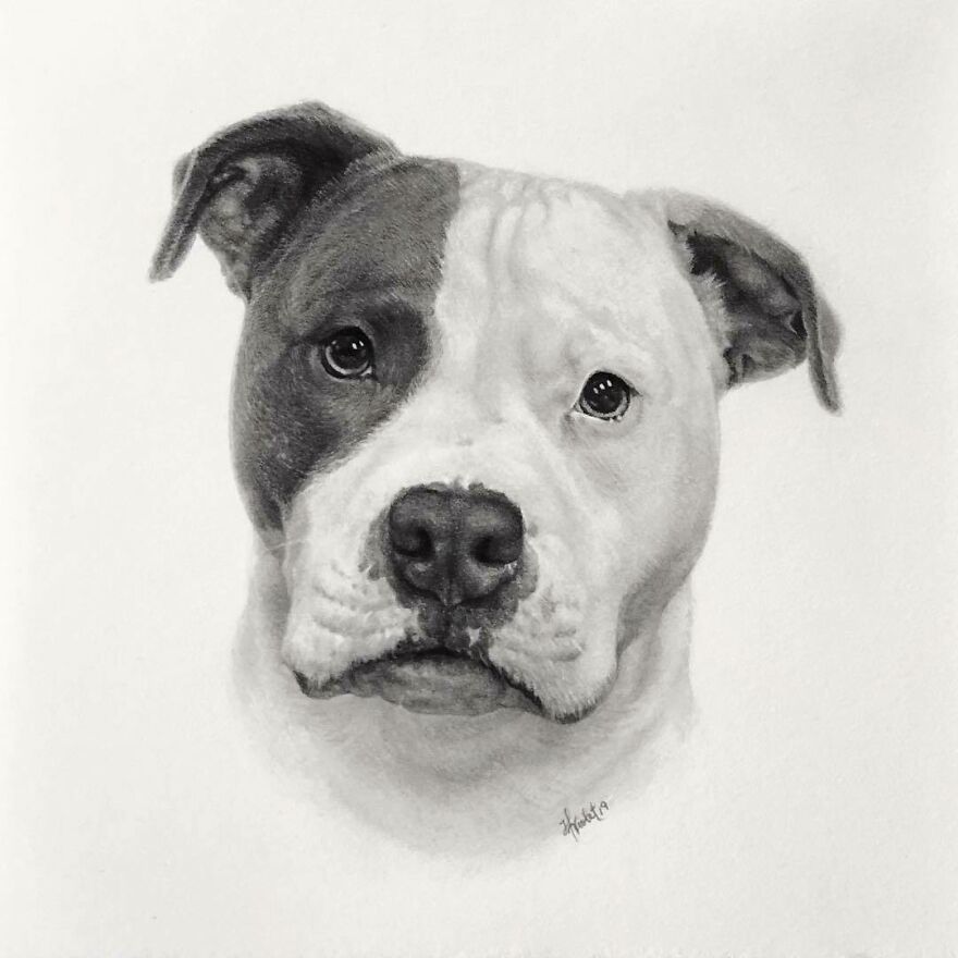 Artist Makes Realistic Pet Portraits Using Only A Pencil, Here Are The Best 49 Works Artist Makes Realistic Pet Portraits Using Only A Pencil, Here Are The Best 49 Works