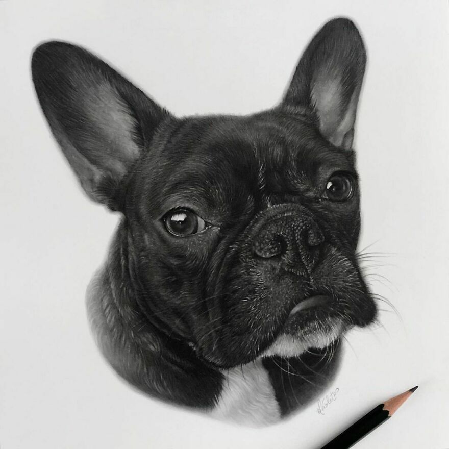 Artist Makes Realistic Pet Portraits Using Only A Pencil, Here Are The Best 49 Works Artist Makes Realistic Pet Portraits Using Only A Pencil, Here Are The Best 49 Works