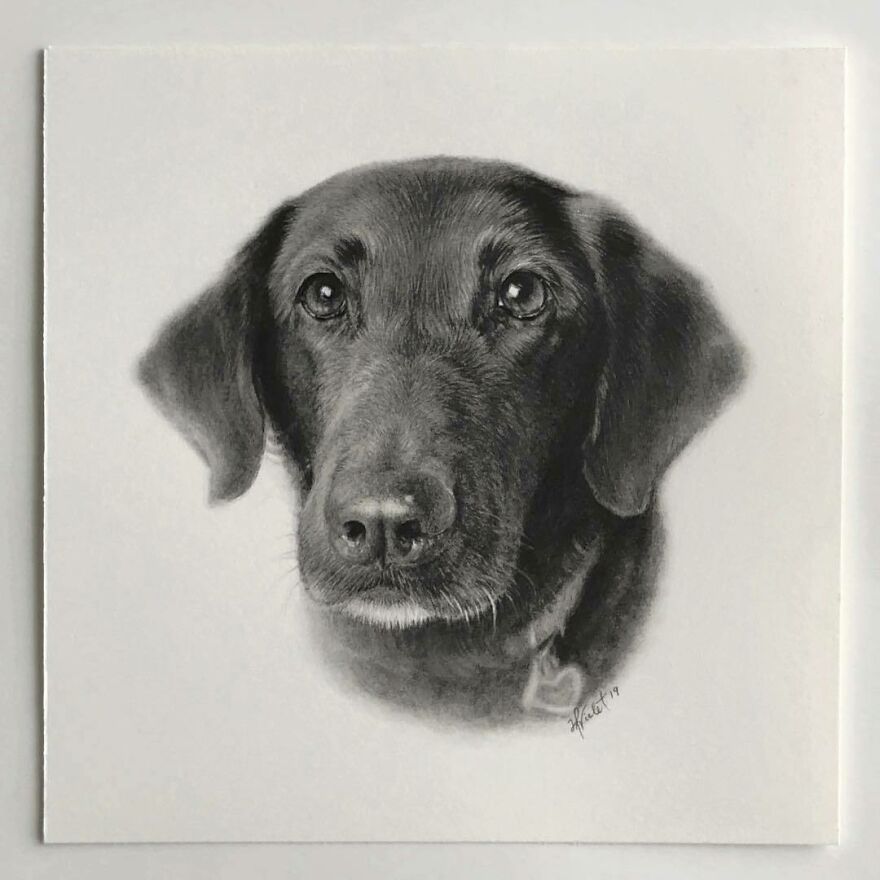 Artist Makes Realistic Pet Portraits Using Only A Pencil, Here Are The Best 49 Works Artist Makes Realistic Pet Portraits Using Only A Pencil, Here Are The Best 49 Works