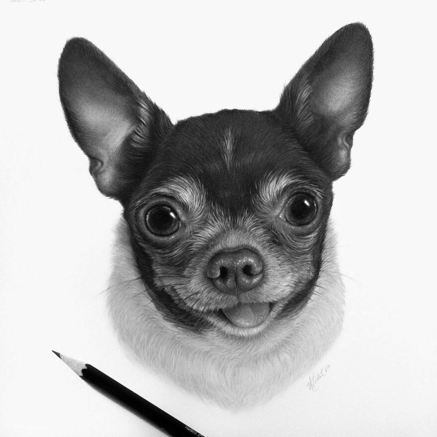 Artist Makes Realistic Pet Portraits Using Only A Pencil, Here Are The Best 49 Works Artist Makes Realistic Pet Portraits Using Only A Pencil, Here Are The Best 49 Works