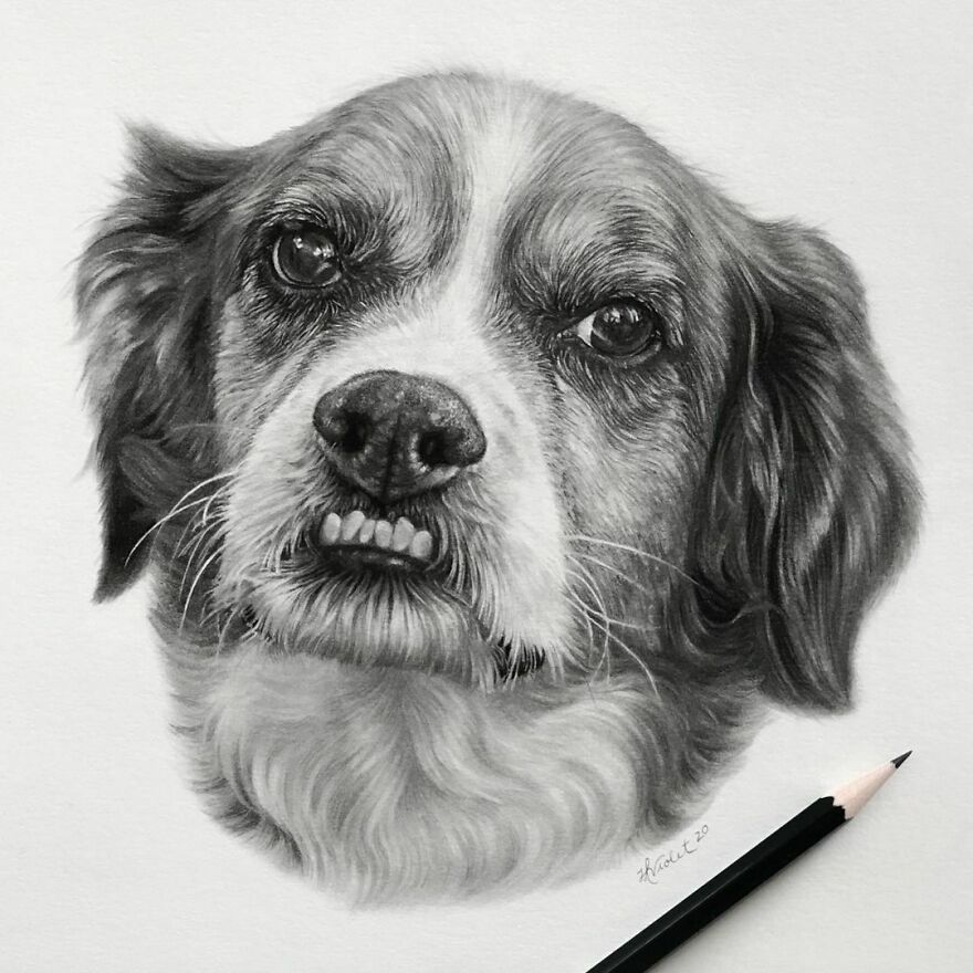 Artist Makes Realistic Pet Portraits Using Only A Pencil, Here Are The Best 49 Works Artist Makes Realistic Pet Portraits Using Only A Pencil, Here Are The Best 49 Works
