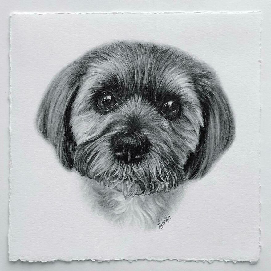Artist Makes Realistic Pet Portraits Using Only A Pencil, Here Are The Best 49 Works Artist Makes Realistic Pet Portraits Using Only A Pencil, Here Are The Best 49 Works