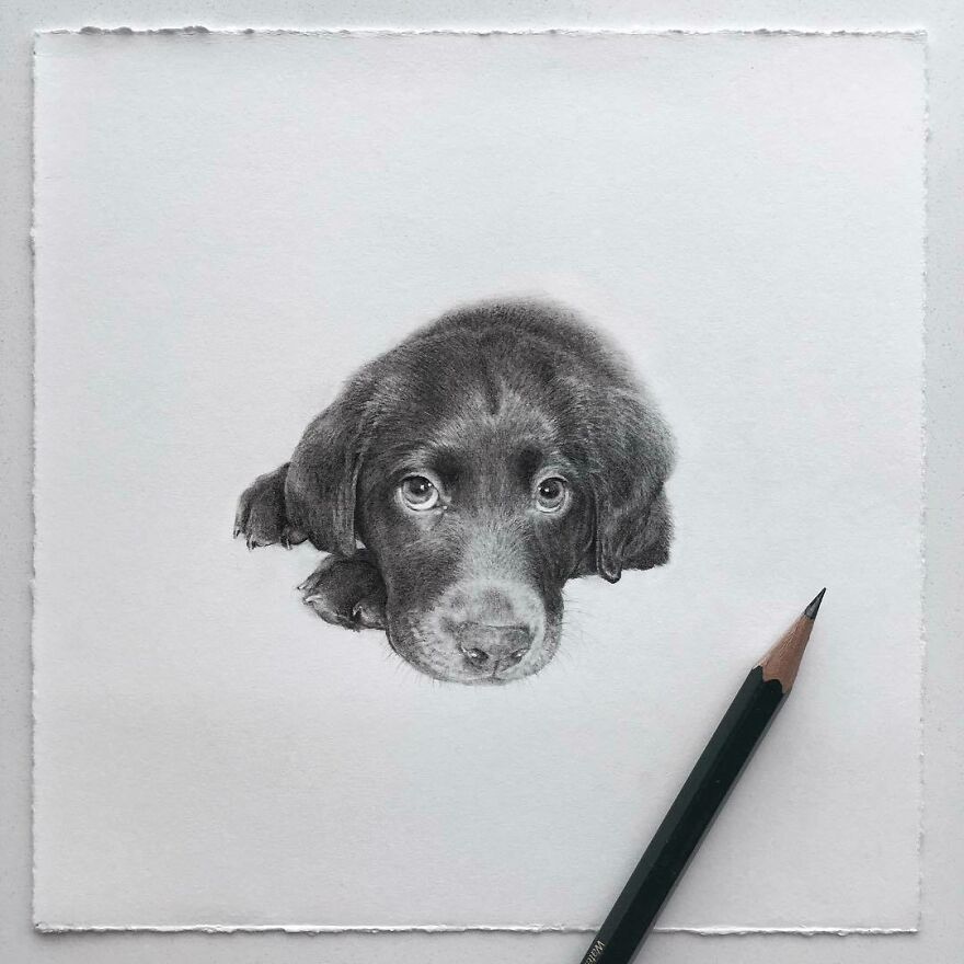 Artist Makes Realistic Pet Portraits Using Only A Pencil, Here Are The Best 49 Works Artist Makes Realistic Pet Portraits Using Only A Pencil, Here Are The Best 49 Works