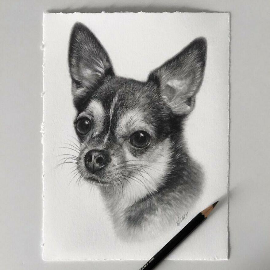 Artist Makes Realistic Pet Portraits Using Only A Pencil, Here Are The Best 49 Works Artist Makes Realistic Pet Portraits Using Only A Pencil, Here Are The Best 49 Works