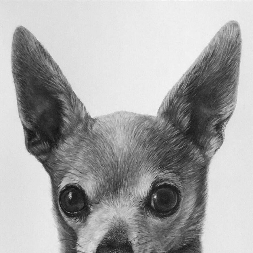 Artist Makes Realistic Pet Portraits Using Only A Pencil, Here Are The Best 49 Works Artist Makes Realistic Pet Portraits Using Only A Pencil, Here Are The Best 49 Works