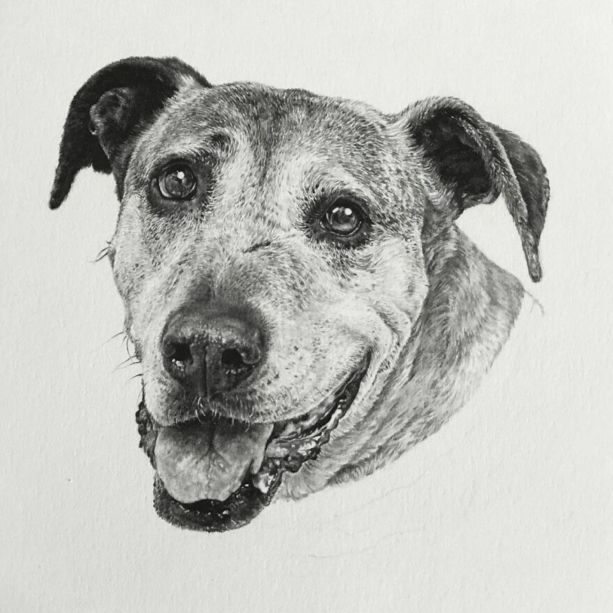 Artist Makes Realistic Pet Portraits Using Only A Pencil, Here Are The Best 49 Works Artist Makes Realistic Pet Portraits Using Only A Pencil, Here Are The Best 49 Works