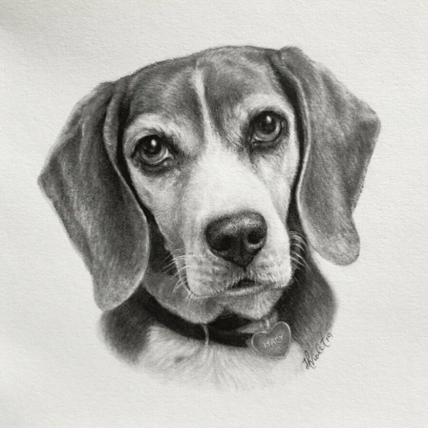 Artist Makes Realistic Pet Portraits Using Only A Pencil, Here Are The Best 49 Works Artist Makes Realistic Pet Portraits Using Only A Pencil, Here Are The Best 49 Works